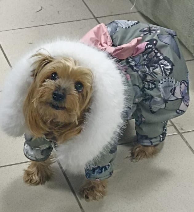 Одежда для собаки